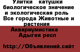 Улитки – катушки: биологическое значение и экологическая роль - Все города Животные и растения » Аквариумистика   . Адыгея респ.